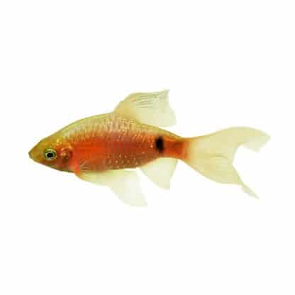 Puntius conchonius - Rosy Barb Long Fins