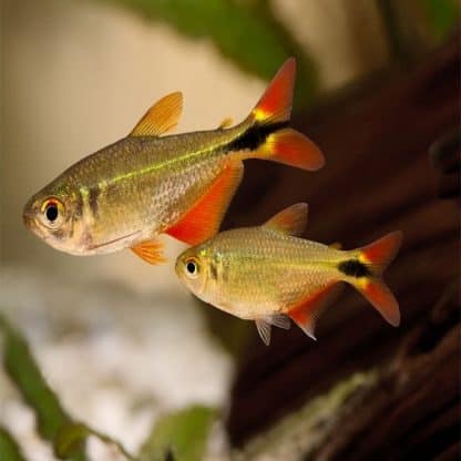 Hyphessobrycon anisitsi – Buenos Aires Tetra - Ψάρια Γλυκού