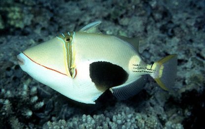 Rhinecanthus Verrucosus-0