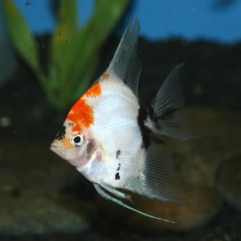 Carassius auratus -Red Black Apache Oranda 8-9 cm - Ψάρια Γλυκού