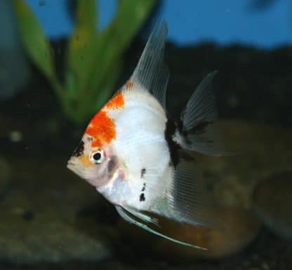 Pterophyllum scalare – Angelfish Assorted/mix 3-4 cm - Ψάρια Γλυκού