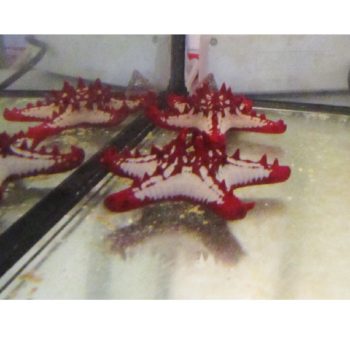Protogaster linckii – Red Knob Sea Star - Ασπόνδυλα Θαλασσινού