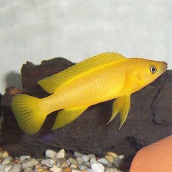 Neolamplorogus leleupι -Lemon Cichlid 2.5 cm - Ψάρια Γλυκού
