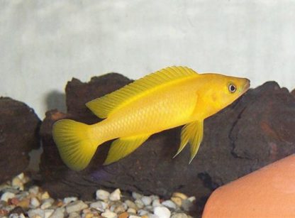 Neolamplorogus leleupi -Lemon Cichlid 2.5 cm - Ψάρια Γλυκού
