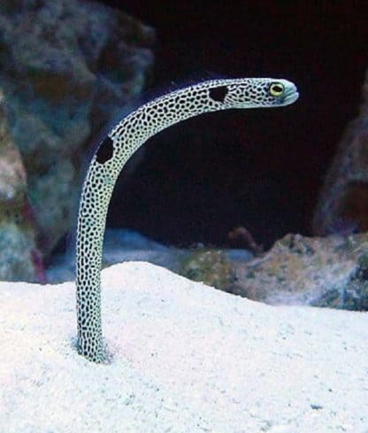 Heteroconger hassi M – Spotted Garden Eel - Ψάρια Θαλασσινού