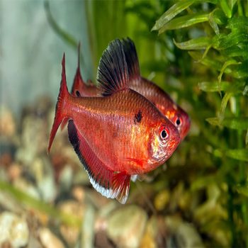 Hyphessobrycon eques -Serpae Tetra - Sales