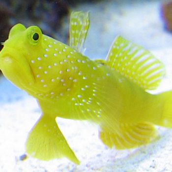 Cryptocentrus cinctus S – Yellow Prawn Goby - Ψάρια Θαλασσινού