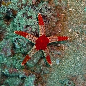 Fromia monilis – Necklace Starfish - Ασπόνδυλα Θαλασσινού