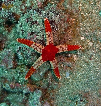 Fromia Monilis-0