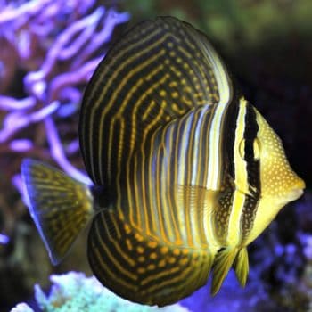 Zebrasoma desjardinii L – Red Sea Sailfin Tang - Ψάρια Θαλασσινού