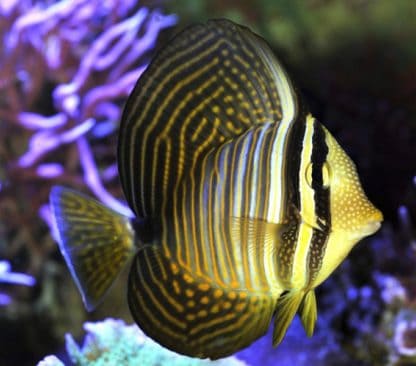 Zebrasoma desjardini S– Red Sea Sailfin Tang - Ψάρια Θαλασσινού