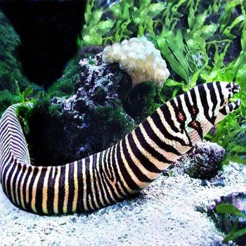 Gymnomuraena zebra  - Zebra Moray Eel M