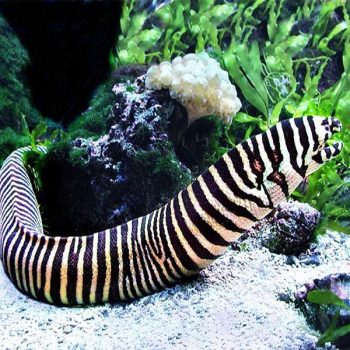 Julidochromis transcriptus – Masked Julie Black - Ψάρια Γλυκού