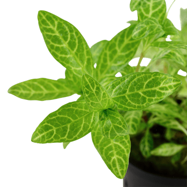 Tropica Hygrophila Polysperma ‘Rosanervig’ - Φυτά για Ενυδρεία
