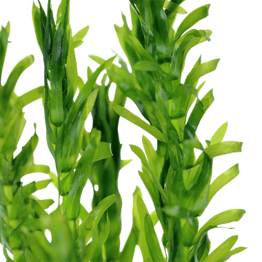 Tropica Egeria Densa - Φυτά για Ενυδρεία