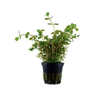 Tropica Rotala Rotundifolia - Φυτά για Ενυδρεία