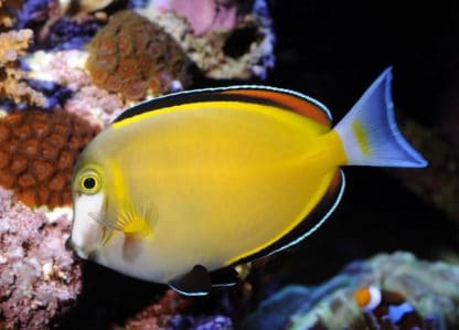 Acanthurus japonicus L – Japan Surgeonfish - Ψάρια Θαλασσινού