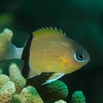 Chromis retrofasciata – Black Bar Chromis - Ψάρια Θαλασσινού