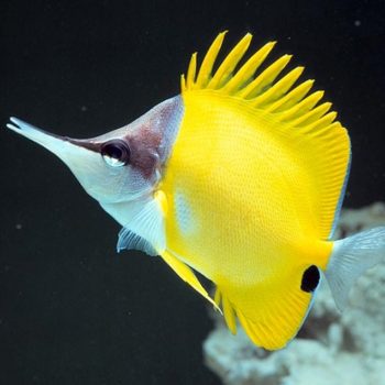 Forcipiger flavissimus-Long nosed butterflyfish-M - Ψάρια Θαλασσινού