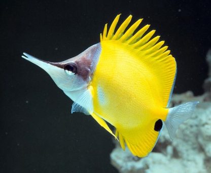 Forcipiger flavissimus-Long nosed butterflyfish-M - Ψάρια Θαλασσινού