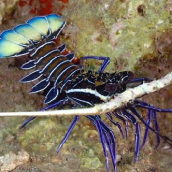 Panulirus Versicolor-0