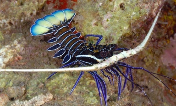 Panulirus Versicolor-0