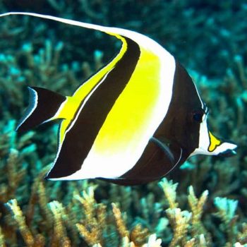 Zanclus cornutus L- Moorish Idol - Ψάρια Θαλασσινού