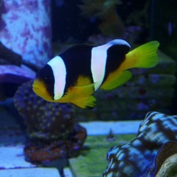 Amphiprion polymnus-0