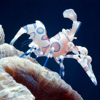 Hymenocera picta – Harlequin Shrimp - Ασπόνδυλα Θαλασσινού