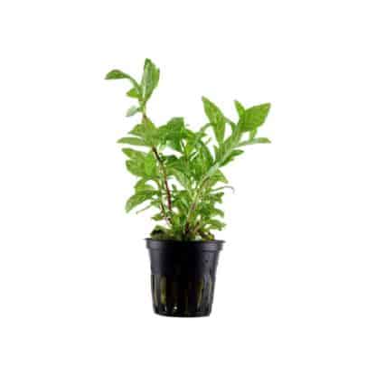 Tropica Hygrophila Polysperma ‘Rosanervig’ - Φυτά για Ενυδρεία