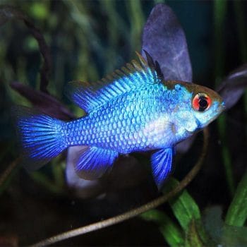 Microgeophagus ramirezi – Electric Blue Ram 3cm - Ψάρια Γλυκού