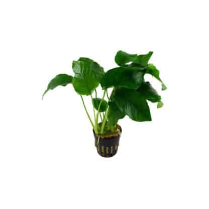 Tropica Anubias Barteri - salesbackup