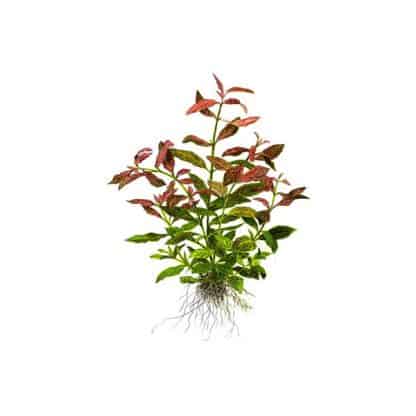 Tropica Hygrophila Polysperma ‘Rosanervig’ - Φυτά για Ενυδρεία