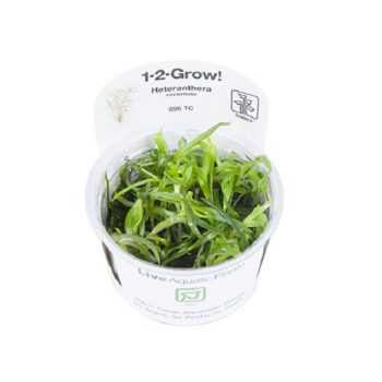 Tropica Rotala Macrandra 1-2 Grow - Φυτά για Ενυδρεία