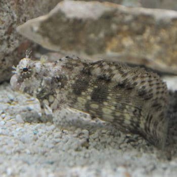 Synchiropus picturatus – Picturesque Dragonet - Ψάρια Θαλασσινού