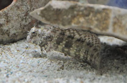 Salarias fasciatus M – Jewelled Blenny - Ψάρια Θαλασσινού