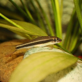 Epalzeorhynchos kalopterus – Flying Fox 7-8cm - Sales