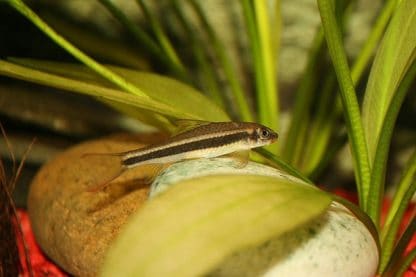 Epalzeorhynchos kalopterus – Flying Fox 7-8cm - Ψάρια Γλυκού