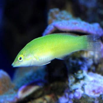 Halichoeres chloropterus (Juv) M – Pastel-Green Wrasse - Ψάρια Θαλασσινού