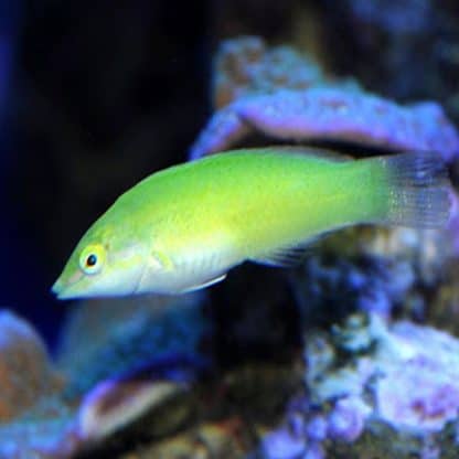Halichoeres chloropterus (Juv) S – Pastel-Green Wrasse - Ψάρια Θαλασσινού