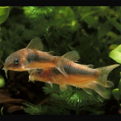 Corydoras aeneus - Bronze Cory M