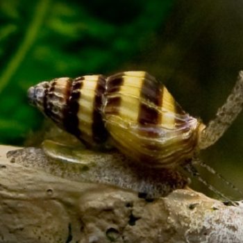 Anentome helena – Assasin Snail - Ασπόνδυλα Γλυκού