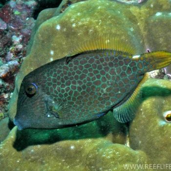 Xanthichthys auromarginatus Male L – Gilded Triggerfish - Ψάρια Θαλασσινού