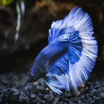 Betta splendens – Siamese Fighting Fish Male - Ψάρια Γλυκού