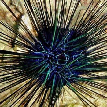 Diadema savignyi M – Long Spined Sea Urchin - Ασπόνδυλα Θαλασσινού
