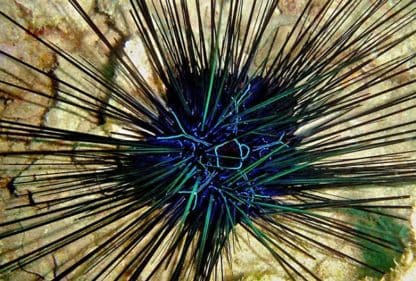 Diadema savignyi M – Long Spined Sea Urchin - Ασπόνδυλα Θαλασσινού