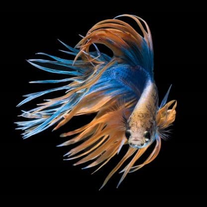 Betta splendens – Siamese Fighting Fish Male - Ψάρια Γλυκού