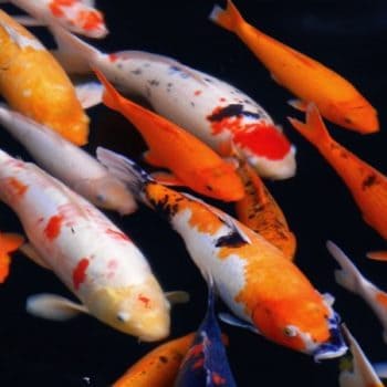 Cyprinus carpio- Koi Assorted 22-25 cm - Ψάρια Γλυκού