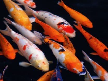 Cyprinus carpio – Assorted Koi 8-12cm - Ψάρια Γλυκού