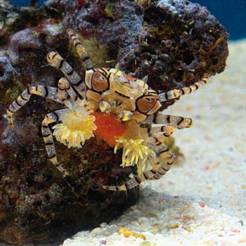 Lybia Tessellata-0